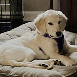Callie - Golden Retriever