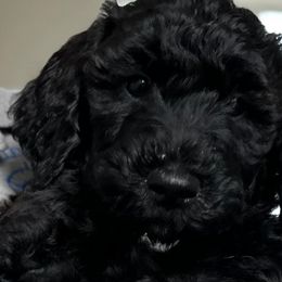 Goldendoodles from Thiem Doodles