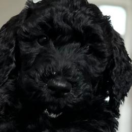 Goldendoodles from Thiem Doodles
