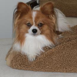 Dad - Papillon