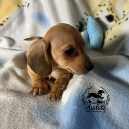 Robin Hood - Brindle male Dachshund puppy in East Dover, Vermont from Audet’s Mini Dachshunds