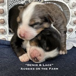 Toy Australian Shepherd Puppies from Aussies on the Farm