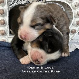 Toy Australian Shepherd Puppies from Aussies on the Farm