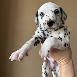 Male 1 - White and black male Dalmatian puppy in Lake Mathews, California from Bully Market