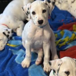 Bluey - White and black male Dalmatian puppy in Hastings, Florida from Love My Spotty Dalmatians