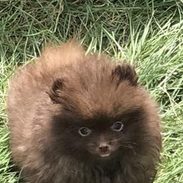 Pomeranian Puppies from Lisas Pomeranians