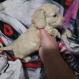 Jett - Cream male Dachshund puppy in Adolphus, Kentucky from Walker's Dachshunds