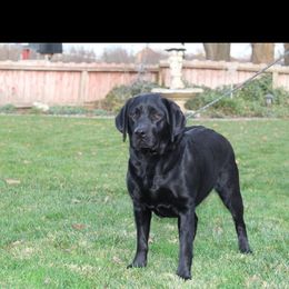Ryder - Labrador Retriever
