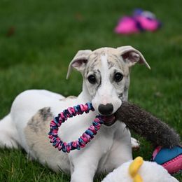 Alvin - Fawn brindle Whippet puppy in Fowlerville, Michigan from Winstar Whippets