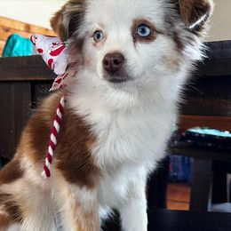 Bell - Toy Australian Shepherd