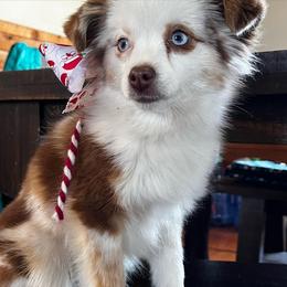 Bell - Toy Australian Shepherd