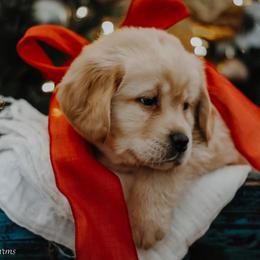 Labrador Retriever Puppies from Landon J Farms Labrador Retrievers