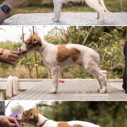Silken Windhound Puppies from Amethyst Silken Windhounds