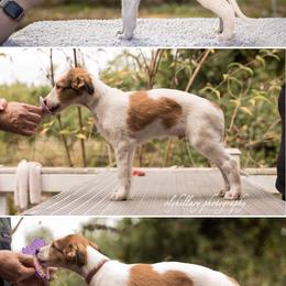 Silken Windhound Puppies from Amethyst Silken Windhounds