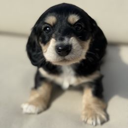 Charlie - Black and cream female Dachshund puppy in Dickinson, Texas from Beth’s Doxieland