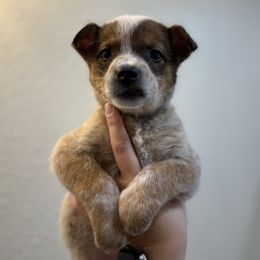 Salmon - Red mottled female Australian Cattle Dog puppy in Oberlin, Kansas from Hangin R Kennels