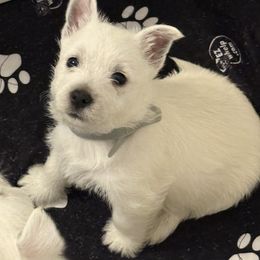 Boy 5 - White male West Highland White Terrier puppy in Red Rock, Texas from Alchemy Farms