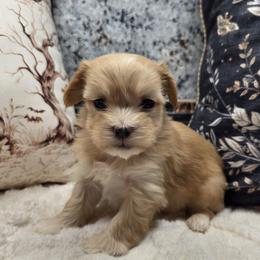 Boy 2 - Black and tan male Havanese puppy in Deer Park, Washington from Mt. Top Havanese