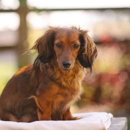Winnie - Dachshund