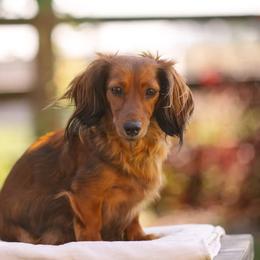 Winnie - Dachshund