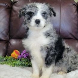 Aspen - Blue merle Aussiedoodle puppy in Missouri from B&M Cottonwood Canines