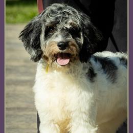 Maddie - Merle female Cockapoo puppy in Connersville, Indiana from Deaz Doodle Ranch