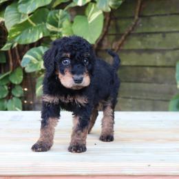 Cosmo - Phantom male Goldendoodle puppy in Palmetto Bay, Florida from SOMIDOODLES