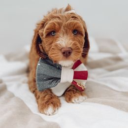 Goldendoodle Puppies from Summer Sun Doodles