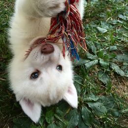 Siberian Husky Puppies from Tugline Siberians