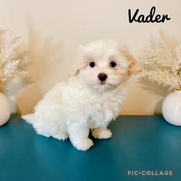 Vader - F1B Toy Maltipoo - white and lemon male Companion Cross puppy in Morehead, Kentucky from Paw Perfect Pets