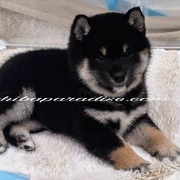 Luna - Black and tan female Shiba Inu puppy in Tualatin, Oregon from Shiba Paradise