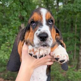 Alvis - Black brown and white male Basset Hound puppy in Red Bay, Alabama from Maple Street Bassets