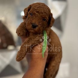 Olive - Red  male Poodle puppy in Belleville, New Jersey from TK Poodles