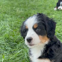 Mona Lisa - female Australian Mountain Doodle puppy in Cortez, Colorado from Sassy Pants Pups