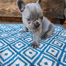 Marshmallow - Blue male French Bulldog puppy in Lubbock, Texas from West Texas Dachshunds LLC