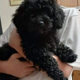Bernedoodles, Cockapoos, Goldendoodles, and Poodles from Clad Doodles