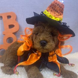Boo - Red  male Goldendoodle puppy in Boaz, Alabama from Doodles All Day