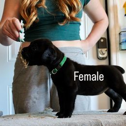 Girl 1 - Black female Cane Corso puppy in Homestead, Florida from Sabal Palm Cane Corso