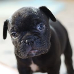 French Bulldog Puppies from Diamond Dog Frenchies