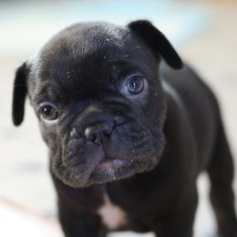 French Bulldog Puppies from Diamond Dog Frenchies