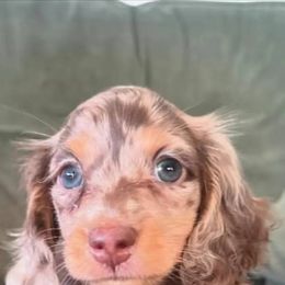 Dachshund Puppies from Wieonder Doxies
