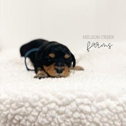Asiago - Black & tan male Maltipoo puppy in Huntsville, Texas from Nelson Creek Farms