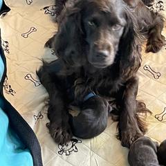 Boykin Spaniel Puppies from Cottonwood Kennel