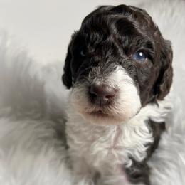 Brown and white tuxedo boy - Brown male Poodle puppy in Clarkston, Washington from Doodle & Poodle Palace