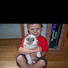 Australian Shepherd Puppies from Kelbrook Farm Australian Shepherds