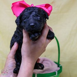 Calico Jack - Black Poodle puppy in Eugene, Oregon from Valaurah Farms