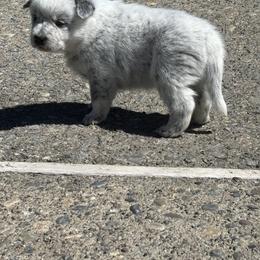 Goblin - Blue mottled female Australian Cattle Dog puppy in Ellensburg, Washington from Boondock Bandits