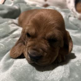 Poppy - Mahogany and white female Basset Hound puppy in Pflugerville, Texas from Mountain Momma Bassets