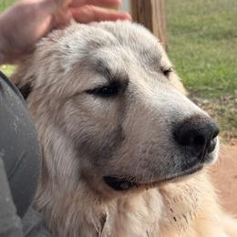 Ares and Apollo - White and badger male Great Pyrenees puppy in Sapphire, North Carolina from Sapphire Valley Great Pyrenees