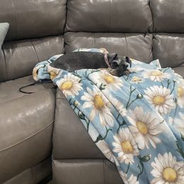 Edie - Miniature Schnauzer
